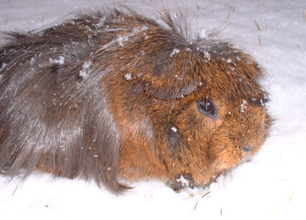 pet-chewbacca-snow.jpg