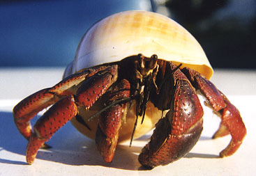 pet-crabjob.jpg